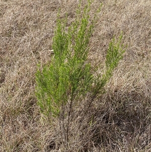 Cassinia sifton at Ngunnawal, ACT - 29 Sep 2024 01:59 PM