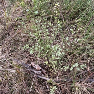 Pittosporum tenuifolium at Ngunnawal, ACT - 29 Sep 2024