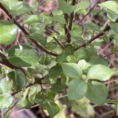 Pittosporum tenuifolium at Ngunnawal, ACT - 29 Sep 2024