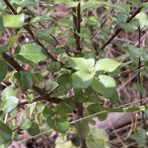 Pittosporum tenuifolium at Ngunnawal, ACT - 29 Sep 2024