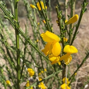 Cytisus scoparius subsp. scoparius at Ngunnawal, ACT - 29 Sep 2024 01:51 PM