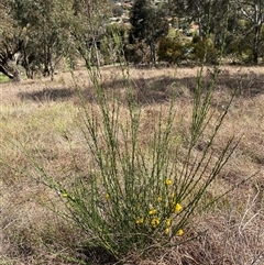 Cytisus scoparius subsp. scoparius at Ngunnawal, ACT - 29 Sep 2024 01:51 PM