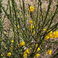 Cytisus scoparius subsp. scoparius at Ngunnawal, ACT - 29 Sep 2024 01:51 PM