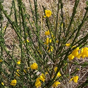 Cytisus scoparius subsp. scoparius at Ngunnawal, ACT - 29 Sep 2024 01:51 PM