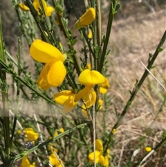 Cytisus scoparius subsp. scoparius at Ngunnawal, ACT - 29 Sep 2024