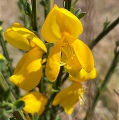 Cytisus scoparius subsp. scoparius at Ngunnawal, ACT - 29 Sep 2024 01:51 PM