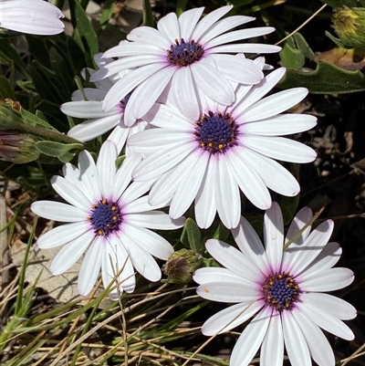 Dimorphotheca ecklonis (South African Daisy) at Ngunnawal, ACT - 29 Sep 2024 by SteveBorkowskis