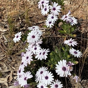 Dimorphotheca ecklonis at Ngunnawal, ACT - 29 Sep 2024 01:42 PM