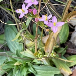 Centaurium erythraea at Ngunnawal, ACT - 29 Sep 2024