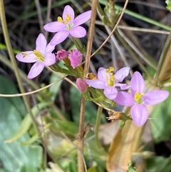 Centaurium erythraea at Ngunnawal, ACT - 29 Sep 2024