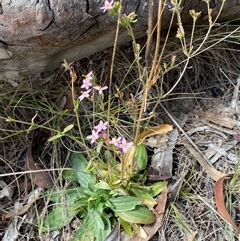 Centaurium erythraea at Ngunnawal, ACT - 29 Sep 2024