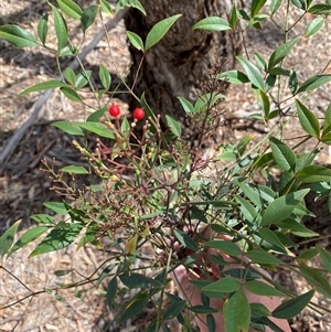 Nandina domestica at Ngunnawal, ACT - 29 Sep 2024 01:20 PM