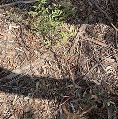 Nandina domestica at Ngunnawal, ACT - 29 Sep 2024 01:20 PM