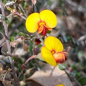 Bossiaea buxifolia at Ngunnawal, ACT - 29 Sep 2024 01:33 PM