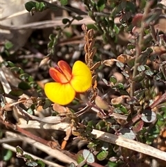 Bossiaea buxifolia at Ngunnawal, ACT - 29 Sep 2024