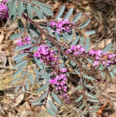 Indigofera australis subsp. australis (Australian Indigo) at Ngunnawal, ACT - 29 Sep 2024 by SteveBorkowskis