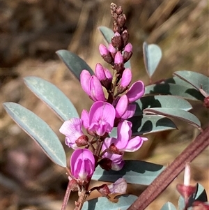 Indigofera australis subsp. australis at Ngunnawal, ACT - 29 Sep 2024