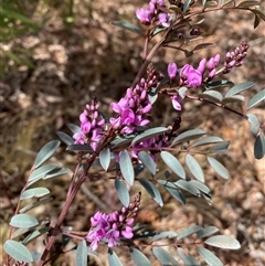 Indigofera australis subsp. australis at Ngunnawal, ACT - 29 Sep 2024 01:32 PM