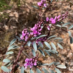 Indigofera australis subsp. australis at Ngunnawal, ACT - 29 Sep 2024