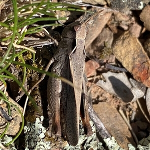 Cryptobothrus chrysophorus at Ngunnawal, ACT - 29 Sep 2024