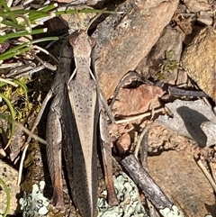 Cryptobothrus chrysophorus at Ngunnawal, ACT - 29 Sep 2024