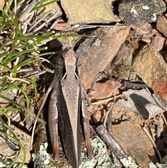 Cryptobothrus chrysophorus at Ngunnawal, ACT - 29 Sep 2024