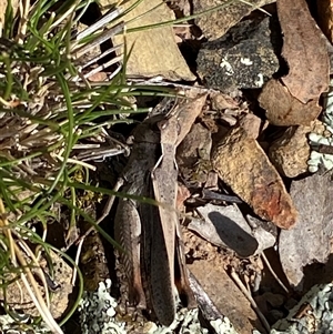 Cryptobothrus chrysophorus at Ngunnawal, ACT - 29 Sep 2024