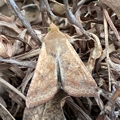 Helicoverpa (genus) (A bollworm) at Ngunnawal, ACT - 29 Sep 2024 by SteveBorkowskis