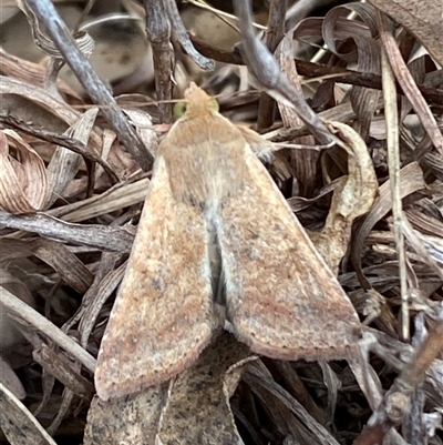 Helicoverpa (genus) (A bollworm) at Ngunnawal, ACT - 29 Sep 2024 by SteveBorkowskis