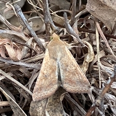 Helicoverpa (genus) at Ngunnawal, ACT - 29 Sep 2024