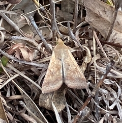 Helicoverpa (genus) at Ngunnawal, ACT - 29 Sep 2024