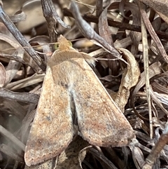 Helicoverpa (genus) at Ngunnawal, ACT - 29 Sep 2024