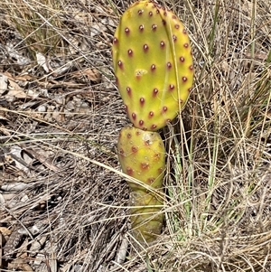 Opuntia sp. at Ngunnawal, ACT - 29 Sep 2024