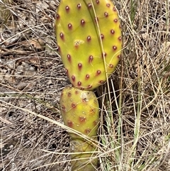 Opuntia sp. at Ngunnawal, ACT - 29 Sep 2024