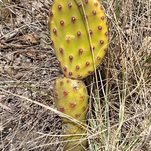 Opuntia sp. at Ngunnawal, ACT - 29 Sep 2024