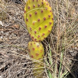 Opuntia sp. at Ngunnawal, ACT - 29 Sep 2024