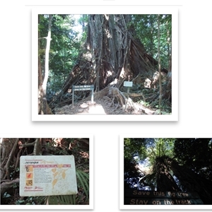 Ficus virens (White Fig, Banyan) at Syndicate, QLD by Jase