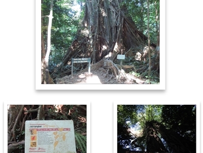 Ficus virens (White Fig, Banyan) at Syndicate, QLD - 27 Oct 2014 by Jase