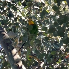 Polytelis swainsonii (Superb Parrot) at Holt, ACT - 27 Sep 2024 by Jillw