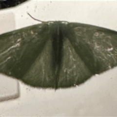 Unverified Moth (Lepidoptera) by lbradley