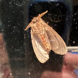 Lepidoptera unclassified ADULT moth at Kangaroo Valley, NSW - suppressed