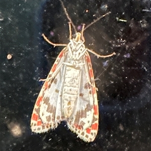 Utetheisa (genus) at Kangaroo Valley, NSW - 29 Sep 2024