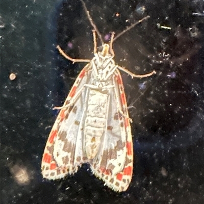 Utetheisa (genus) (A tiger moth) at Kangaroo Valley, NSW - 29 Sep 2024 by lbradley