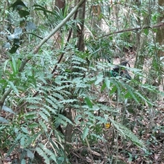 Lepiderema hirsuta at suppressed - suppressed