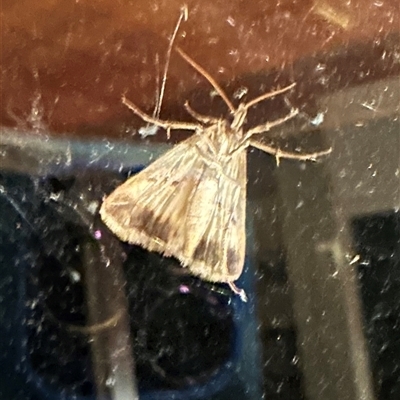 Helicoverpa armigera (Cotton bollworm, Corn earworm) at Kangaroo Valley, NSW - 29 Sep 2024 by lbradley