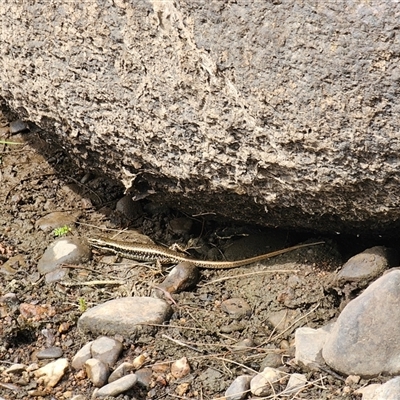 Eulamprus heatwolei (Yellow-bellied Water Skink) at Adjungbilly, NSW - 29 Sep 2024 by Bidge