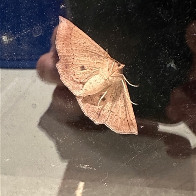 Idiodes apicata (Bracken Moth) at Kangaroo Valley, NSW - 29 Sep 2024 by lbradley