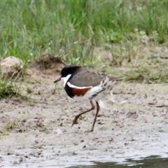 Erythrogonys cinctus (Red-kneed Dotterel) at Rutherglen, VIC - 29 Sep 2024 by PaulF