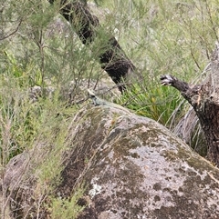 Intellagama lesueurii lesueurii (Eastern Water Dragon) at Adjungbilly, NSW - 29 Sep 2024 by Bidge