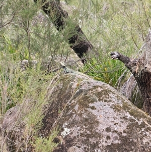 Intellagama lesueurii lesueurii at Adjungbilly, NSW - 29 Sep 2024